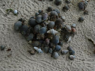 Illustration for article titled Hermit crabs are the animal kingdom's most dickish neighbors